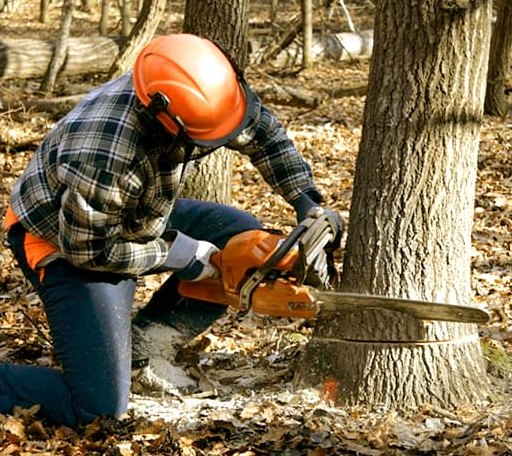 Tree Removal in Jericho, VT